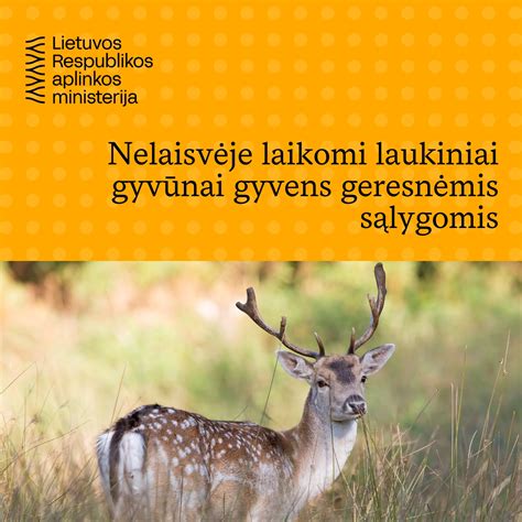 vaikai stebi laukinius gyvūnus gamtoje