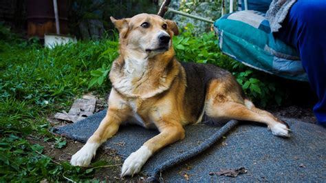 Rujojanti kalė ir patinas