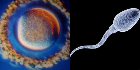 Spermatozoidas prasiskverbia į kiaušialąstę