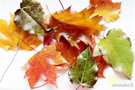 Auksiniai rudeniniai lapai