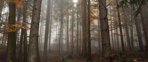Vaizdas į paslaptingą mišką su šaltiniu