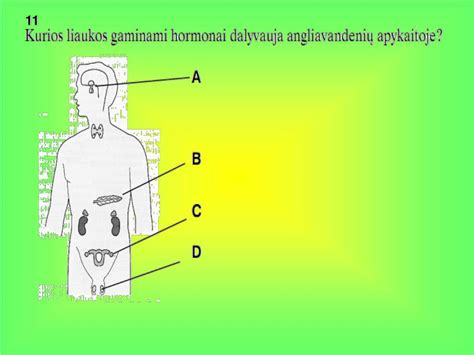hormonų sistema žmogaus organizme