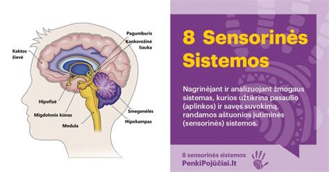 Schema apie 8 sensorines sistemas