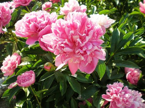 Hormonų poveikis moters reprodukcinei sistemai žindymo metu