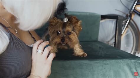 Jorkšyro terjeras su „baby face“ išvaizda