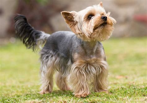 Jorkšyro terjeras su „baby face“ bruožais