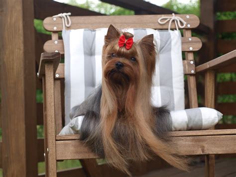 Šeima žaidžia su jorkšyro terjeru