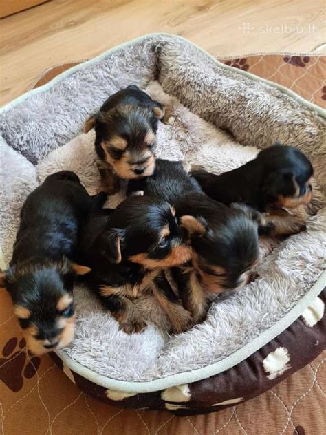 Lietuviškas jorkšyro terjero veislynas