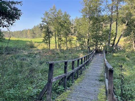 Vaizdas į Skroblaus upelio ištakas ir aplinkinį mišką