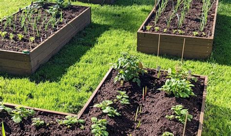 Pavyzdys medinių pakeltų lysvių su gėlėmis ir daržovėmis