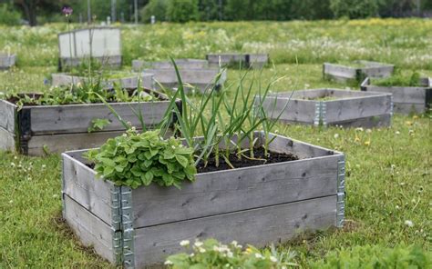 Iš įvairių medžiagų pagamintos pakeltos lysvės su skirtingais augalais