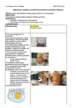 schematinė kiaušinio sandaros iliustracija