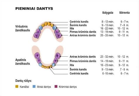 nuolatinių dantų dygimo schema
