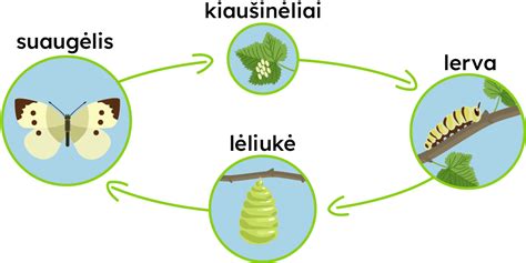 Embrionų vystymosi schema