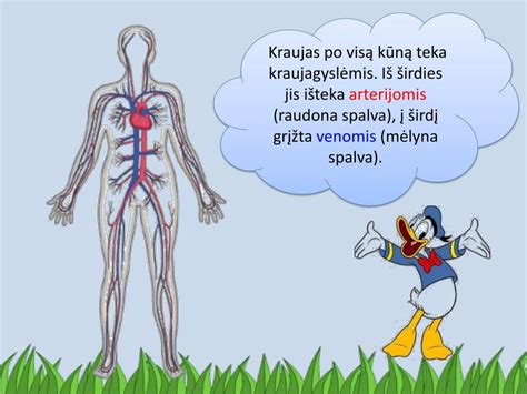 Žmogaus kraujagyslių sistema