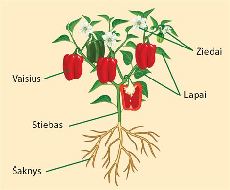 Augalo kiaušialąstės ir spermatozoidų sandara