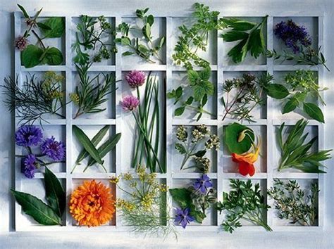 Įvairūs švieži prieskoniniai augalai