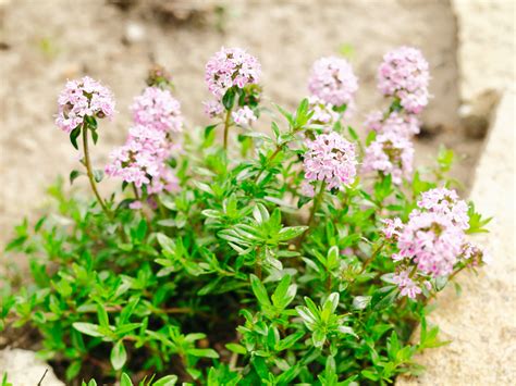 Prieskoniniai augalai vazonuose ant palangės