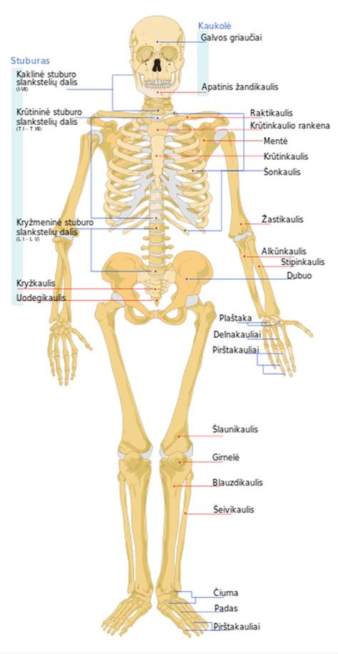 Moters kūno anatomija ir reprodukcinė sistema