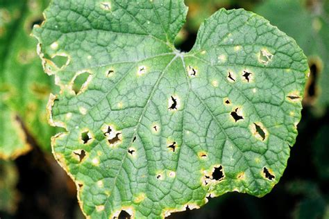 Agurko lapas su netikrosios miltligės dėmėmis