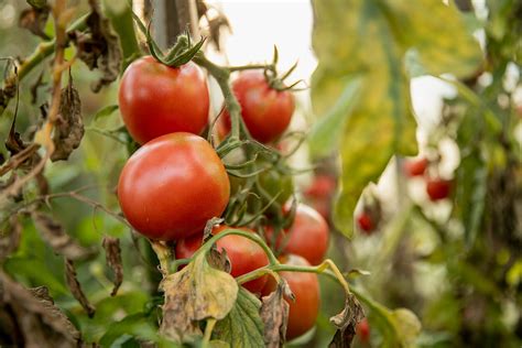 Pomidoras su fuzariozės simptomais