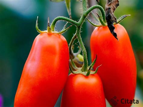 Pomidoro vaisius su maro dėmėmis