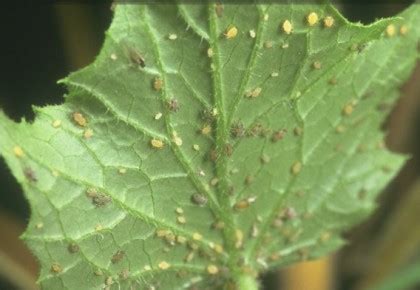 Moliūginis amaras ant agurko lapo