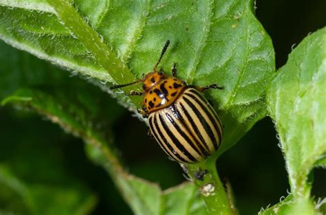Kolorado vabalas ant bulvės lapo
