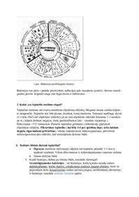 Spermatozoidų judrumo ir morfologijos tyrimas