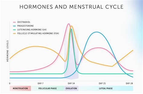 menstruacinio ciklo fazių schema
