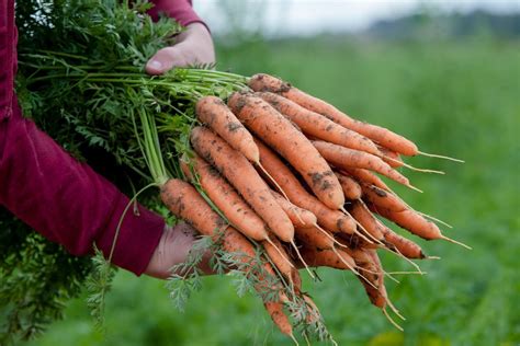 ekologiškos daržovės ir gamtinio daržo principai