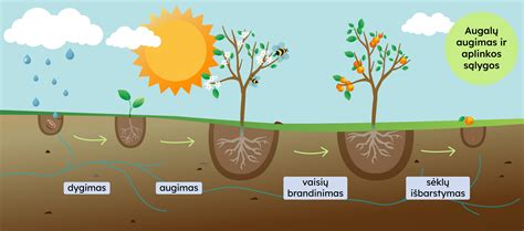 Vaizdas su gamtos elementais - saulė, vanduo, augalai