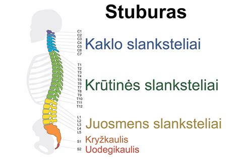 Stuburo slankstelių ir tarpslankstelinių diskų schema.