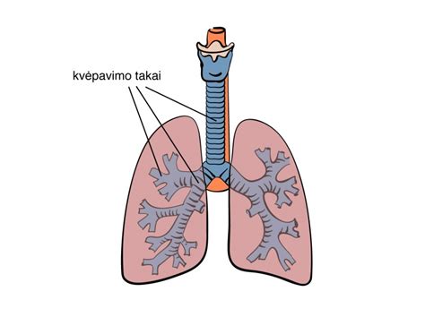 naujagimio kvėpavimo takai