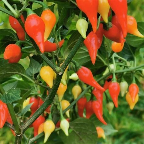 Įvairių spalvų saldžiosios paprikos