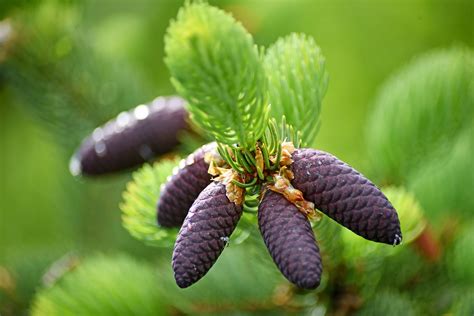 kankorėžiai vandenyje