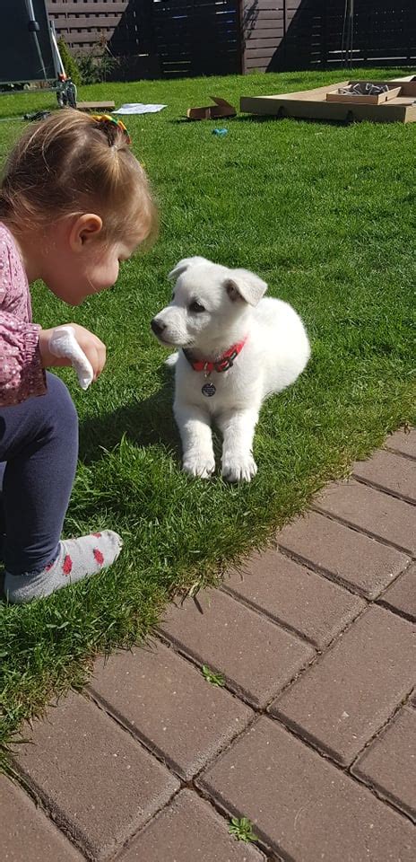 Šuniukas su šeimininku mokosi komandų