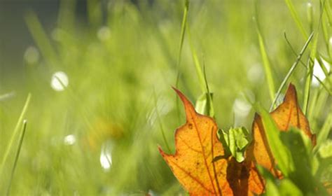 Šliužo apgraužtas augalo lapas