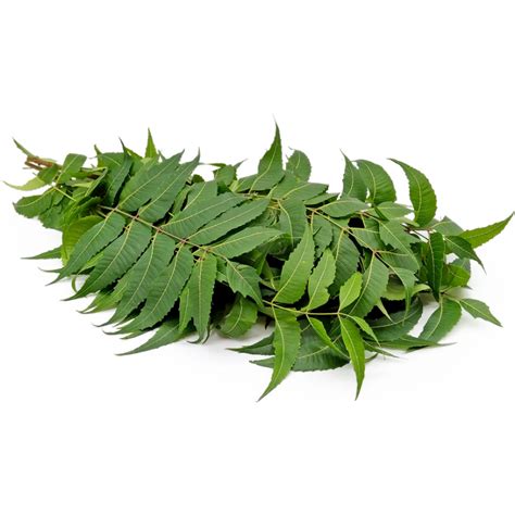 Indinis nimbamedis (Neem)