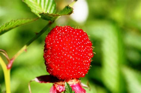 Avietės žydi ir dera