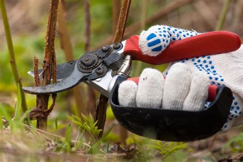 Genėjimo įrankiai ir aviečių stiebai