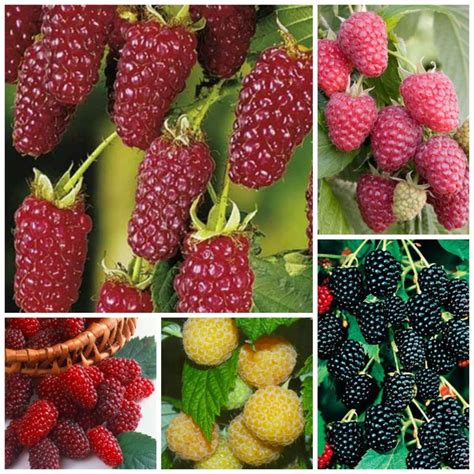 Įvairių veislių avietės