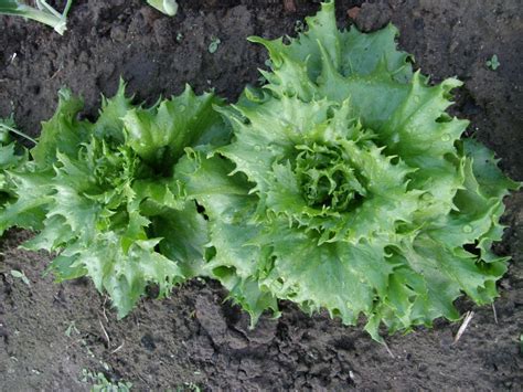 Salotų auginimas šiltnamyje