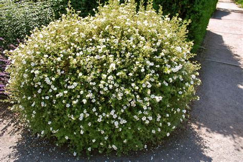 Mulčiuoti dekoratyviniai krūmai