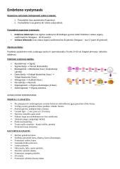 Embriono vystymosi schema nuo apvaisinimo iki implantacijos