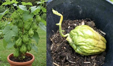 14 savaičių vaisiaus dydžio palyginimas su citrina