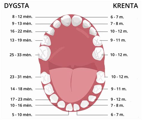 vaiko dantų dygimo schema