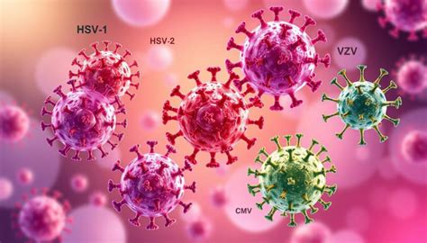 Herpes simplex viruso tipai ir jų tipiniai pažeidimų plotai