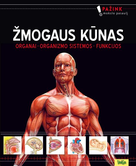 Scheminis žmogaus endokrininės sistemos pavaizdavimas su hipofize