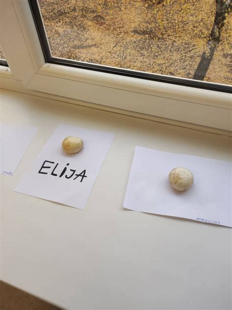 Grybo sporų atspaudas ant popieriaus